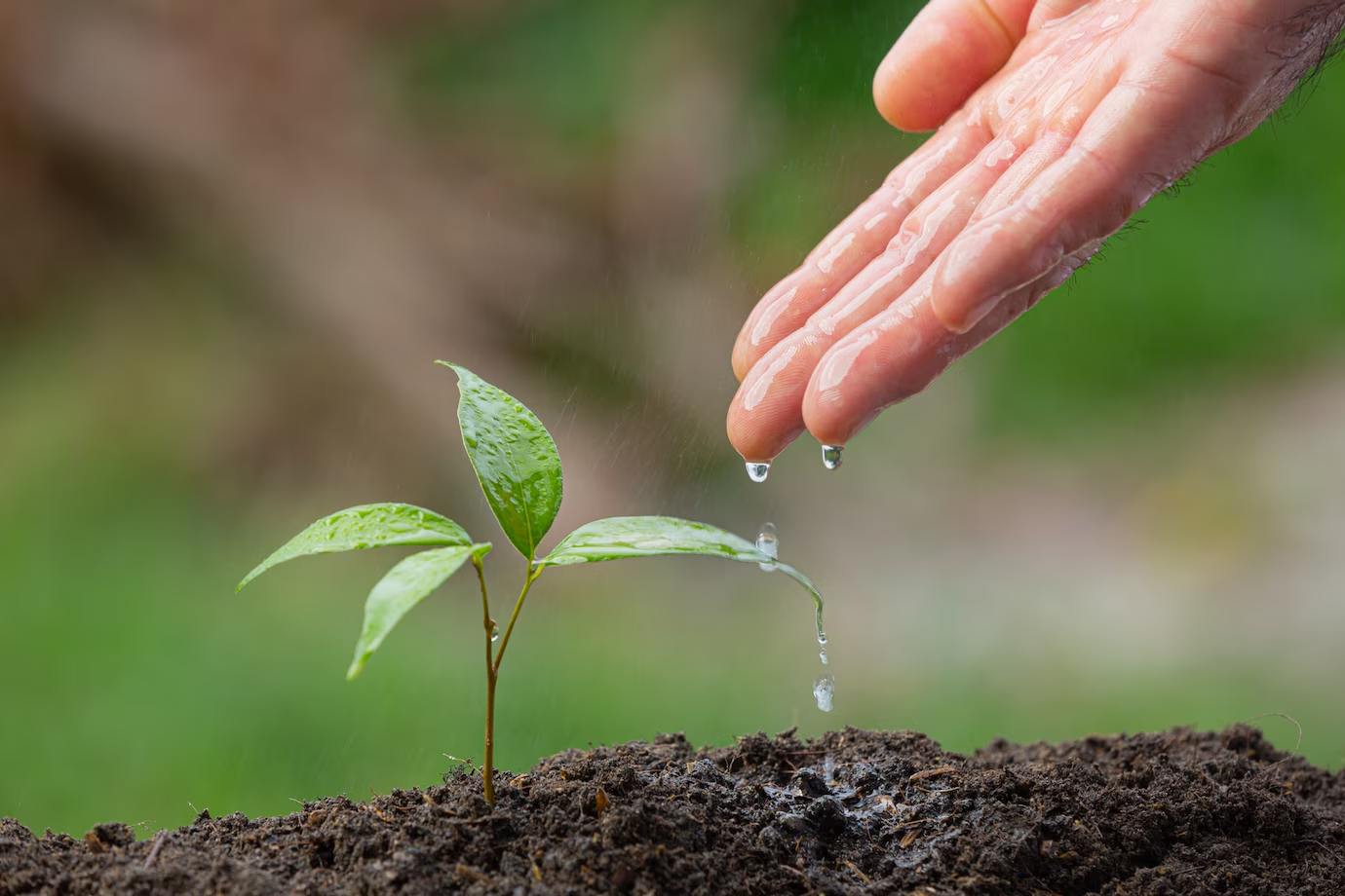 Thời điểm trồng rừng tốt nhất là cách đây 20 năm. Thời điểm trồng rừng tốt nhì là NGAY BÂY GIỜ