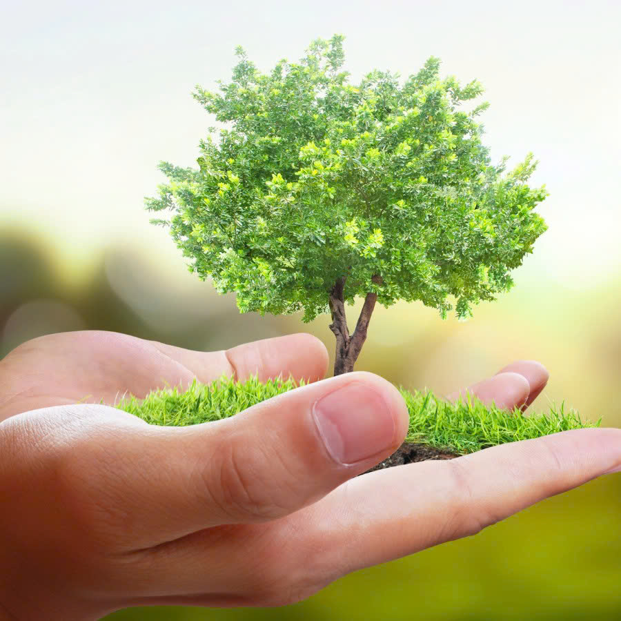 Trồng một cái cây hôm nay là gửi một lá thư cho tương lai.